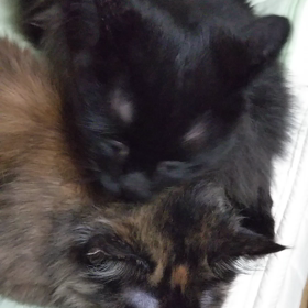 どうしたものか。の画像