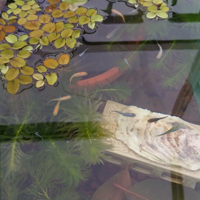 金魚みたいなの画像