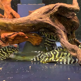 どこも人手不足！！！の画像