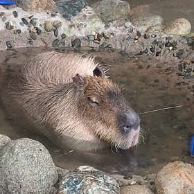 カピバラさんののんびり湯上りの画像