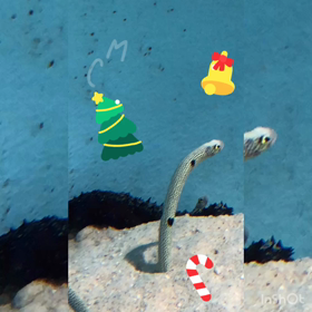 ”Merry Christmas!”の画像