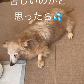 苦しいのかと思ったらの画像