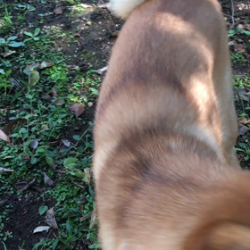 ガウリングの画像