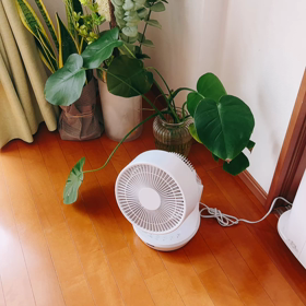 WBCとサーキュレーターと亀との画像