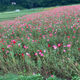 可愛いお花畑動画をお楽しみください〜〜の画像