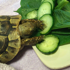 チャンノスケとチャンリの生活3日目の画像