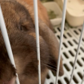 うさぎ、草を貪り喰うの画像