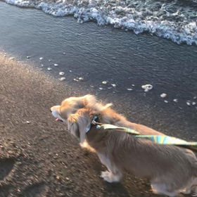 ♪お散歩動画♪お台場海浜公園♪①の画像