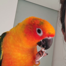 カレン vs 食べ物試行錯誤の画像