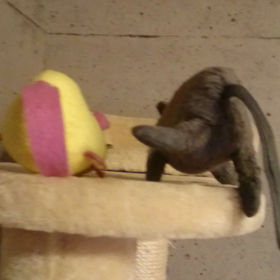 モナ尿検査の画像