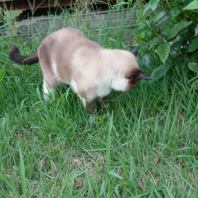 ゆさんぽ～バッタ捕り！の画像