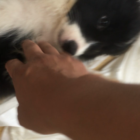 茨城に行く子犬の画像