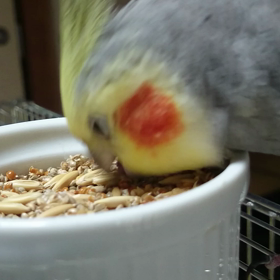 かぁちゃん！邪魔ですの画像