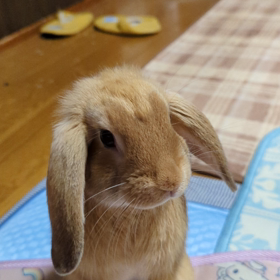 久し振りの4連勤肩に来たの画像