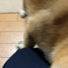 ただいま〜の画像