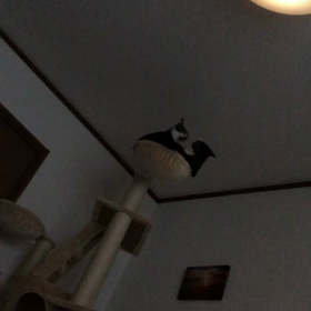 キャットタワートップ争いの画像