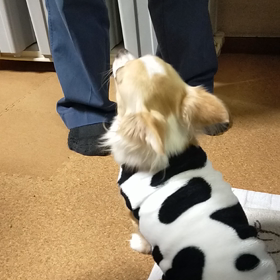 お手？を習得した模様の画像