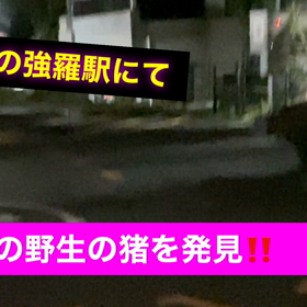 真夜中の強羅駅で、野生の猪を発見♪の画像