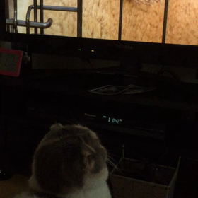 たれみテレビ観るwwの画像