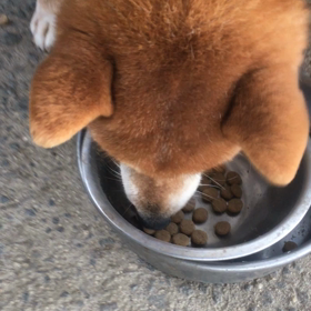 愛媛県四国中央市、れもんが喜んで食べています♡の画像