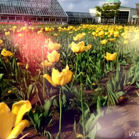 スライドショー。の画像