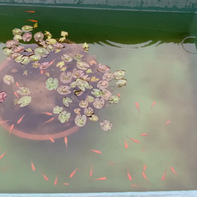 動画。上手くUPできてる？の画像