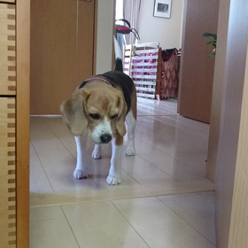 反省犬・・・・？？の画像