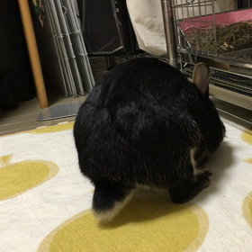 モフケツの画像