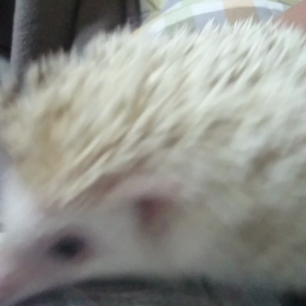 ＃ごぶさた、、、こはく♪＃の画像