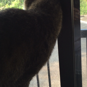 朝のすぅちんの画像