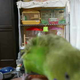 只今 練習中✨ぴーちゃんの画像