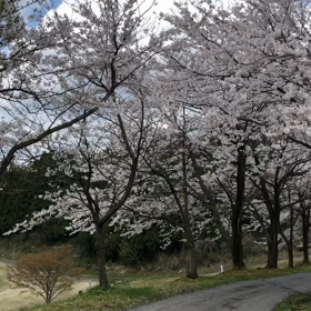 桜満開のゴルフ場の画像