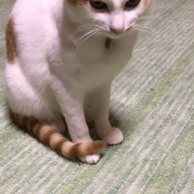 空ちゃんと遊んでるのにの画像