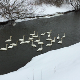 白鳥の画像