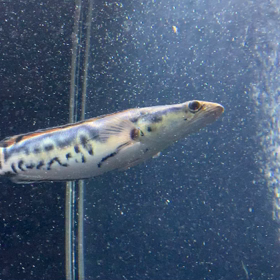 トーマンエマス捕食シーン！の画像