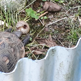 セマルJr.の画像