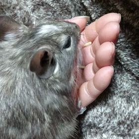 夢中なもぃもぃの画像