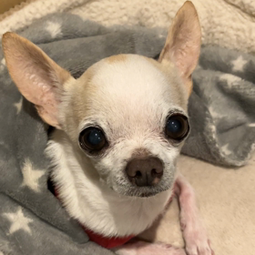 湯たんぽの画像