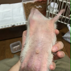 73日目柔らかいのは好きじゃない(好きなおやつランキング)の画像