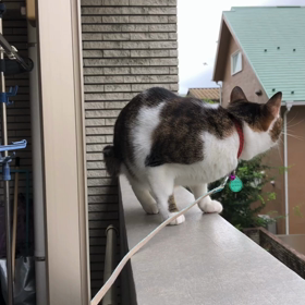 保護猫デールとベランダ散歩に苦言を呈す者！動画。の画像