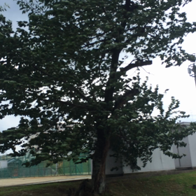 葉桜揺れるの画像