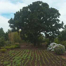 爽やかな日。。。の画像