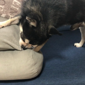 スムースチワワ  幸太君のご縁はどこかなー？の画像