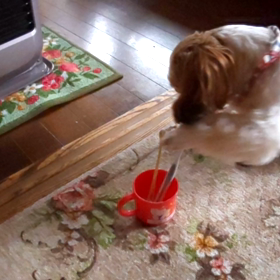 癒しのラブちゃんの画像