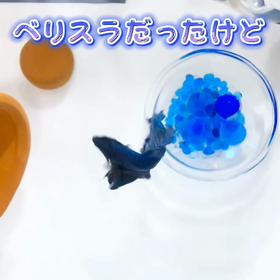 ベリスラだったベタちゃん今は泳ぎ上手の画像