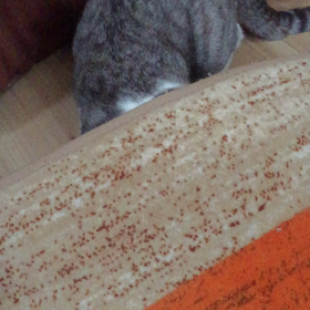 スローリーの画像