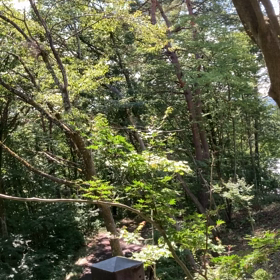 とてもよかったんだよ　木々をわたる風の画像