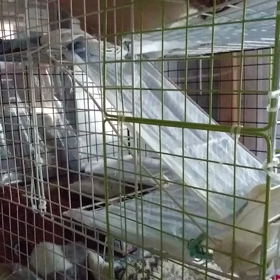 ６月19日、まめちゃんはの画像