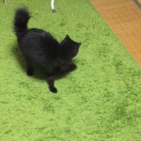 侍ニャパンヽ(*´∀｀)の画像