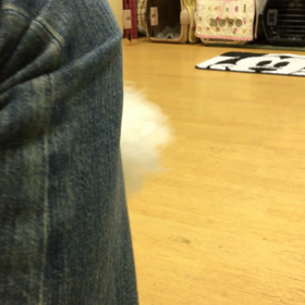 ポコ編。の画像